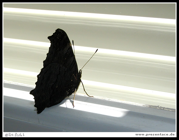 Puste mě VEN!!!